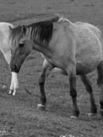 chevaux sauvages en westphalie photo