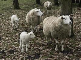moutons sur un champ en westphalie photo