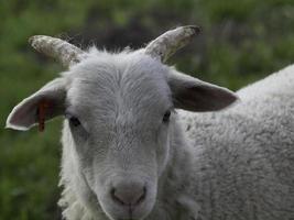 moutons dans le muensterland allemand photo