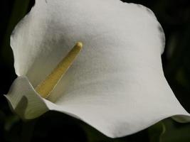 fleurs saignantes dans le jardin photo