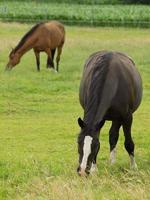 chevaux sur un pré allemand photo