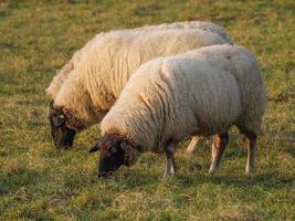 moutons sur un pré allemand photo