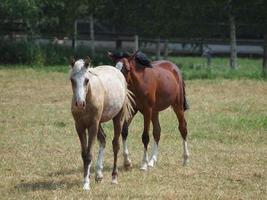 chevaux en westphalie photo