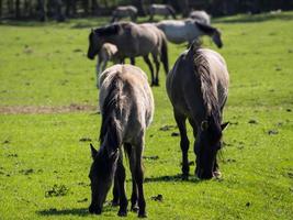 chevaux sauvages en westphalie photo