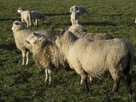 beaucoup de moutons en westphalie photo