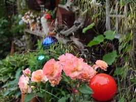 l'heure d'hiver dans le jardin photo