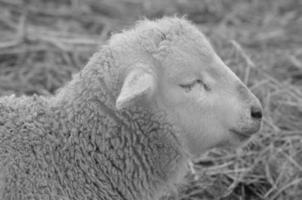 moutons sur un pré photo