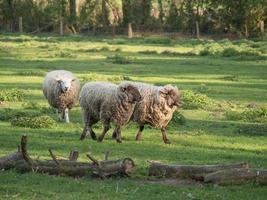 moutons et agneaux photo