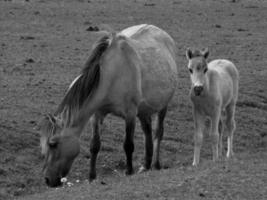 chevaux sauvages en allemagne photo