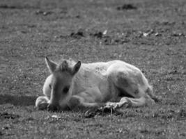 chevaux sauvages en allemagne photo