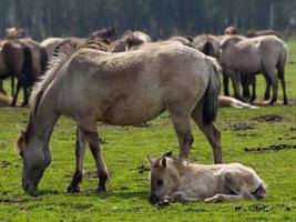 chevaux sauvages dans le muensterland allemand photo