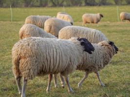 moutons sur un pré allemand photo