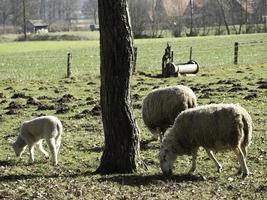 moutons sur un pré photo