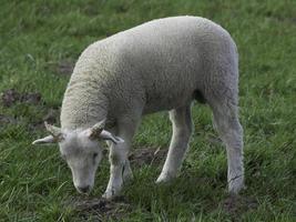 moutons dans le muensterland allemand photo