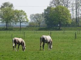 chevaux dans le muensterland allemand photo