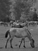 chevaux sauvages en allemagne photo
