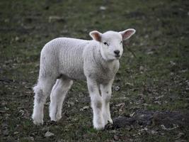 troupeau de moutons en allemagne photo