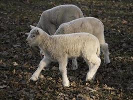 troupeau de moutons en allemagne photo