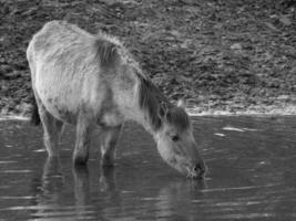 chevaux sauvages en westphalie photo