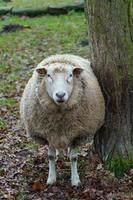 moutons en westphalie photo