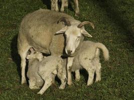 agneaux et moutons en westphalie photo