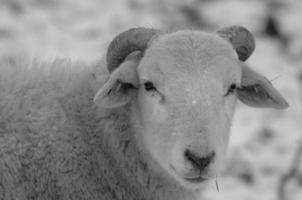 moutons à l'heure d'hiver photo