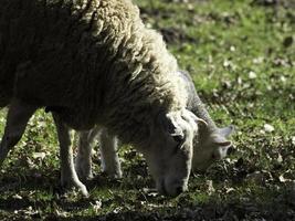 moutons sur un champ en westphalie photo