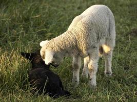 moutons en westphalie photo