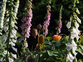 beau jardin en westphalie photo