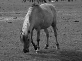 chevaux sauvages sur un pré en Allemagne photo