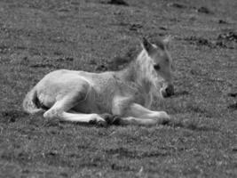 beaucoup de chevaux sauvages photo