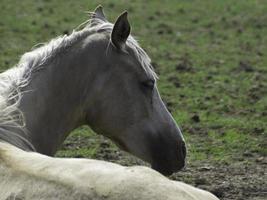 beaux chevaux en allemagne photo