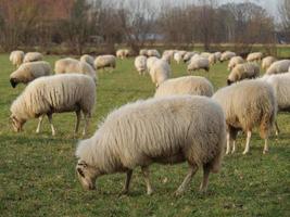 troupeau de moutons en allemagne photo