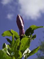 l'heure d'été dans un jardin allemand photo