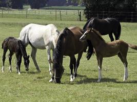 chevaux et poulains photo