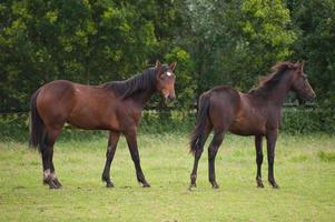 poulains et chevaux en westphalie photo