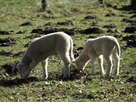 moutons sur un pré en westphalie photo