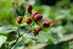 beau jardin en westphalie photo