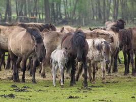 chevaux sauvages dans le muensterland allemand photo