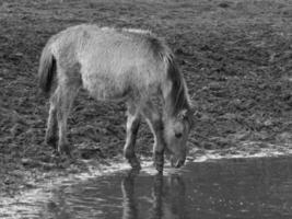 chevaux sauvages en westphalie photo