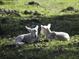 moutons sur un champ en westphalie photo