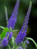 fleurs colorées dans le jardin photo