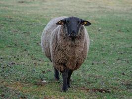 moutons et agneaux en allemagne photo