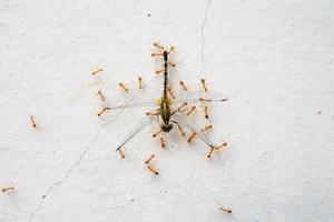 les fourmis rouges mangent des libellules les fourmis mangent de grosses libellules mortes. et avec un effort pour ramener la nourriture à son nid. photo