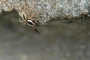 c'est une macro photo d'une araignée. photo macro d'araignée, photo d'araignée sautante, photo en gros plan d'araignée.