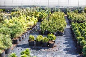 rangées de jeunes conifères en serre avec beaucoup de plantes en plantation photo