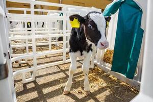 ferme d'élevage de vaches. troupeau de veaux blancs noirs regarde la caméra avec intérêt. élevage de vaches en élevage libre. étable photo