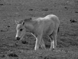 chevaux sauvages sur un pré en Allemagne photo