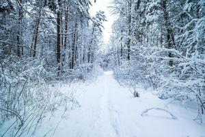 forêt de pins d'hiver recouverte de neige. beau panorama d'hiver aux chutes de neige photo