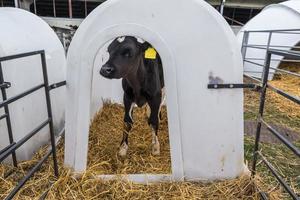 ferme d'élevage de vaches. troupeau de veaux blancs noirs regarde la caméra avec intérêt. élevage de vaches en élevage libre. étable photo